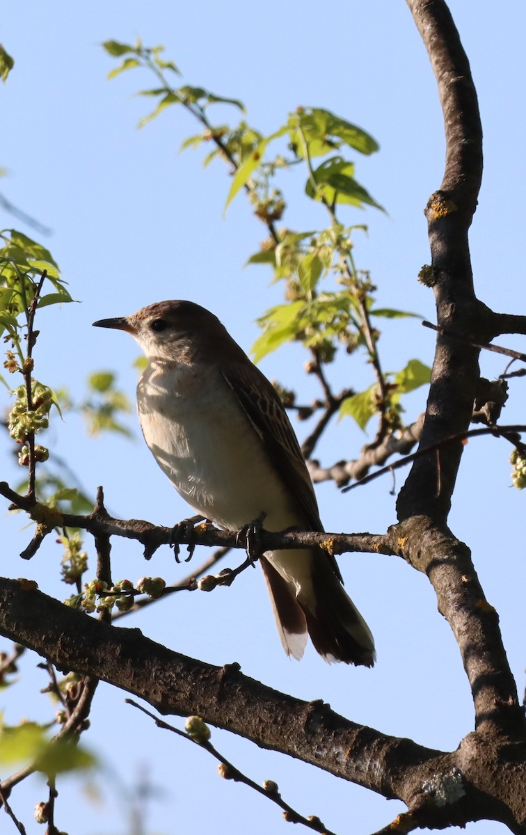 Oruguero Tricolor - ML642900875