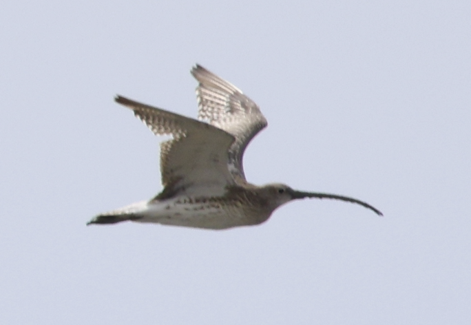 Eurasian Curlew - ML642900879