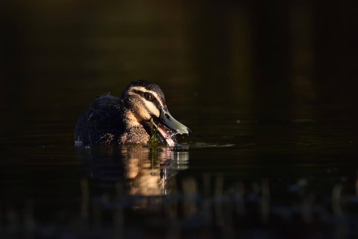 Pacific Black Duck - ML642900891