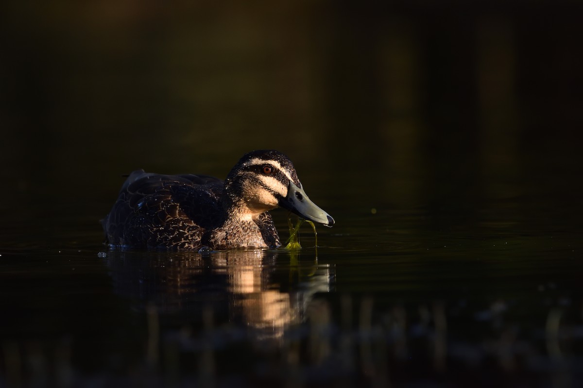 Pacific Black Duck - ML642900892