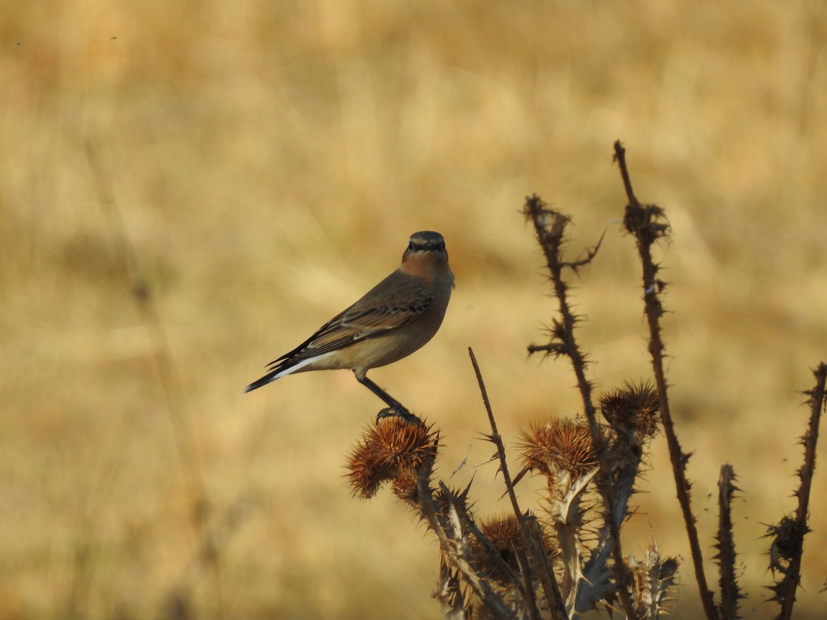 Адууч чогчиго - ML642900894
