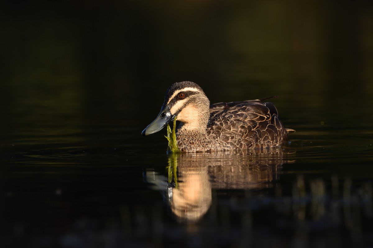 Pacific Black Duck - ML642900895
