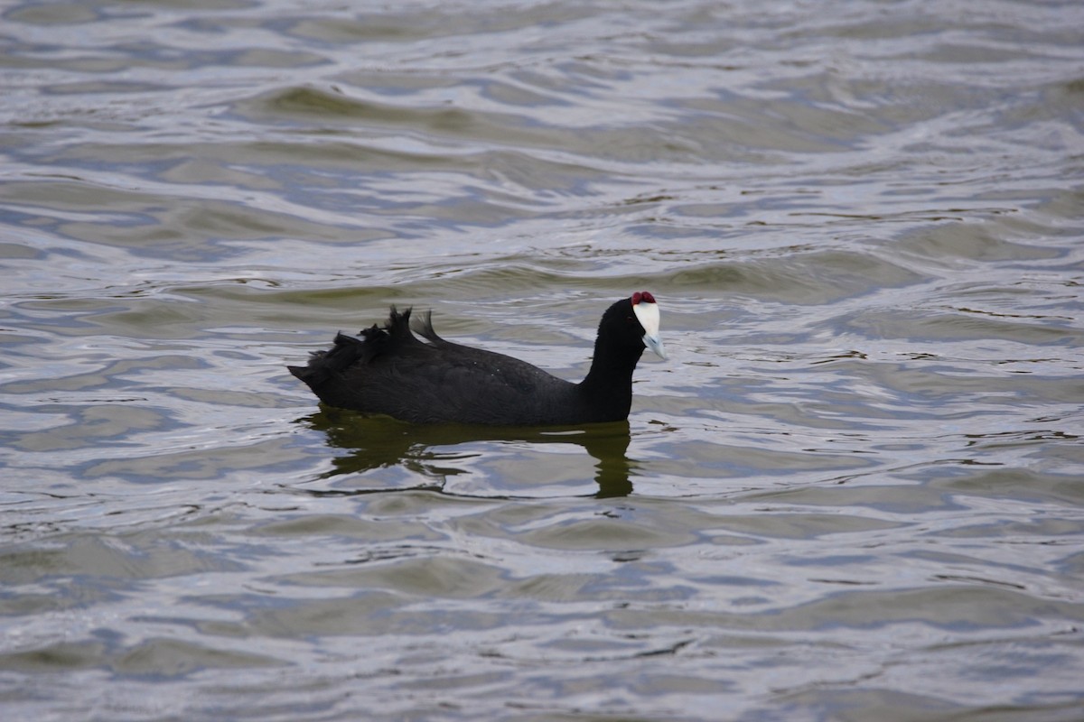 Red-knobbed Coot - ML642900931