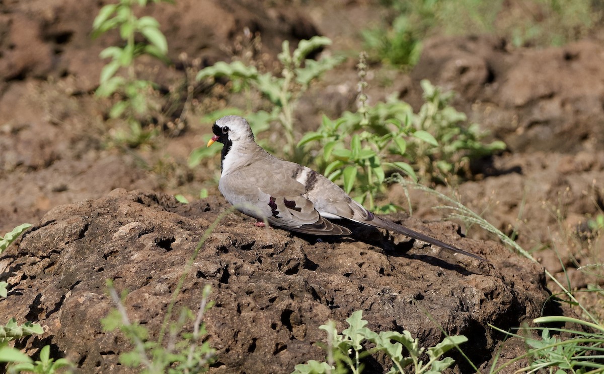 Namaqua Dove - ML642900944