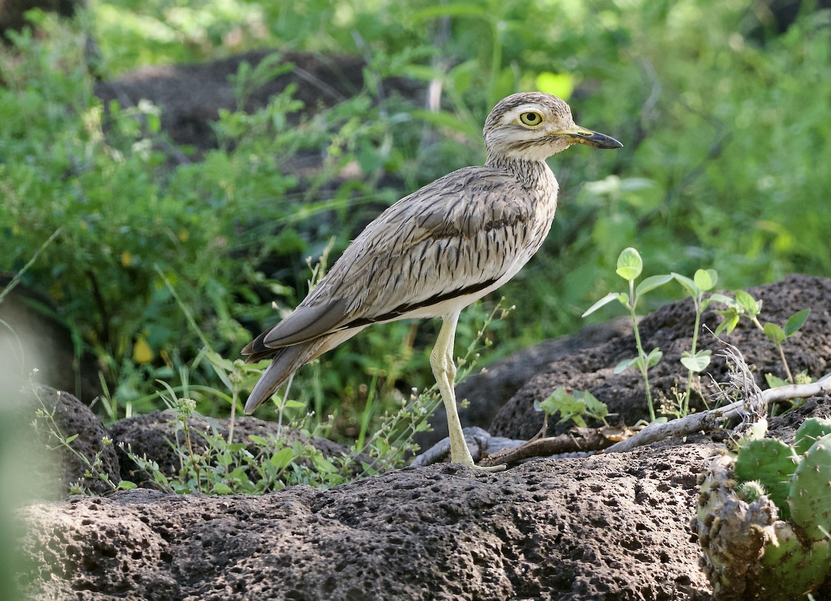 Senegal Thick-knee - ML642900960
