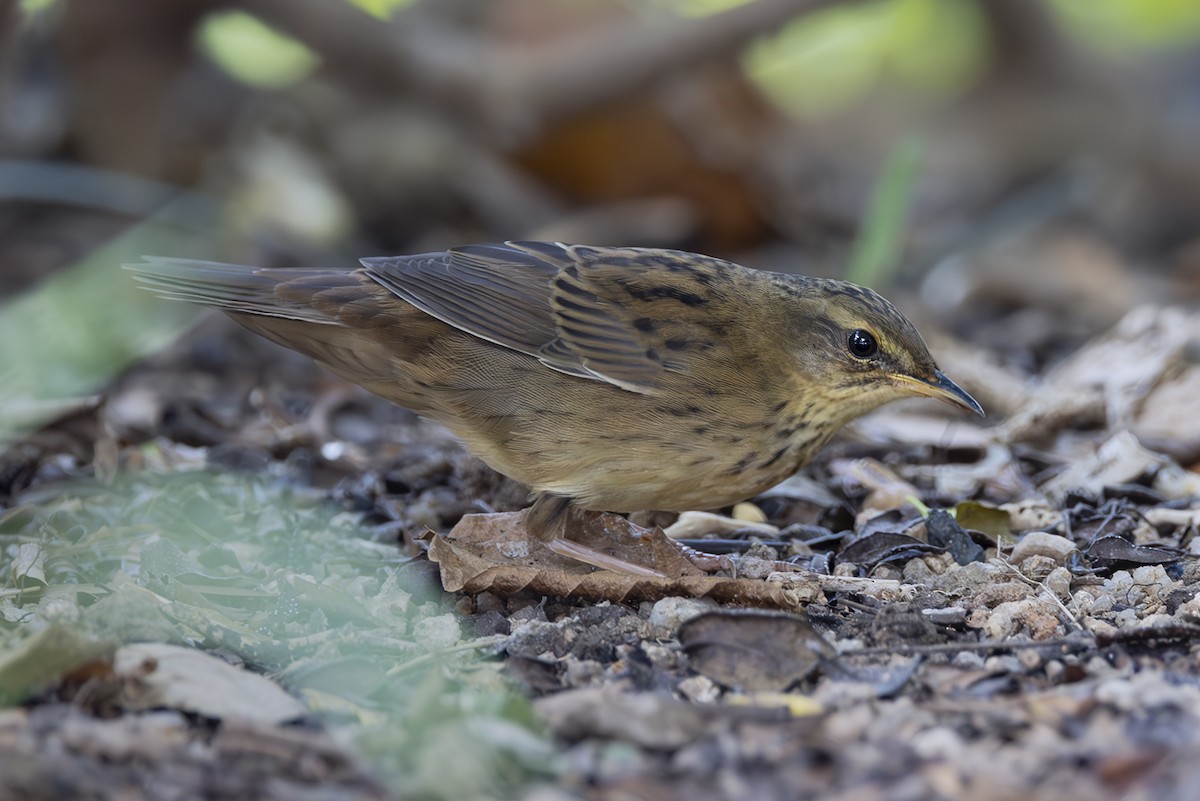 Pallas's Grasshopper Warbler - ML642900970