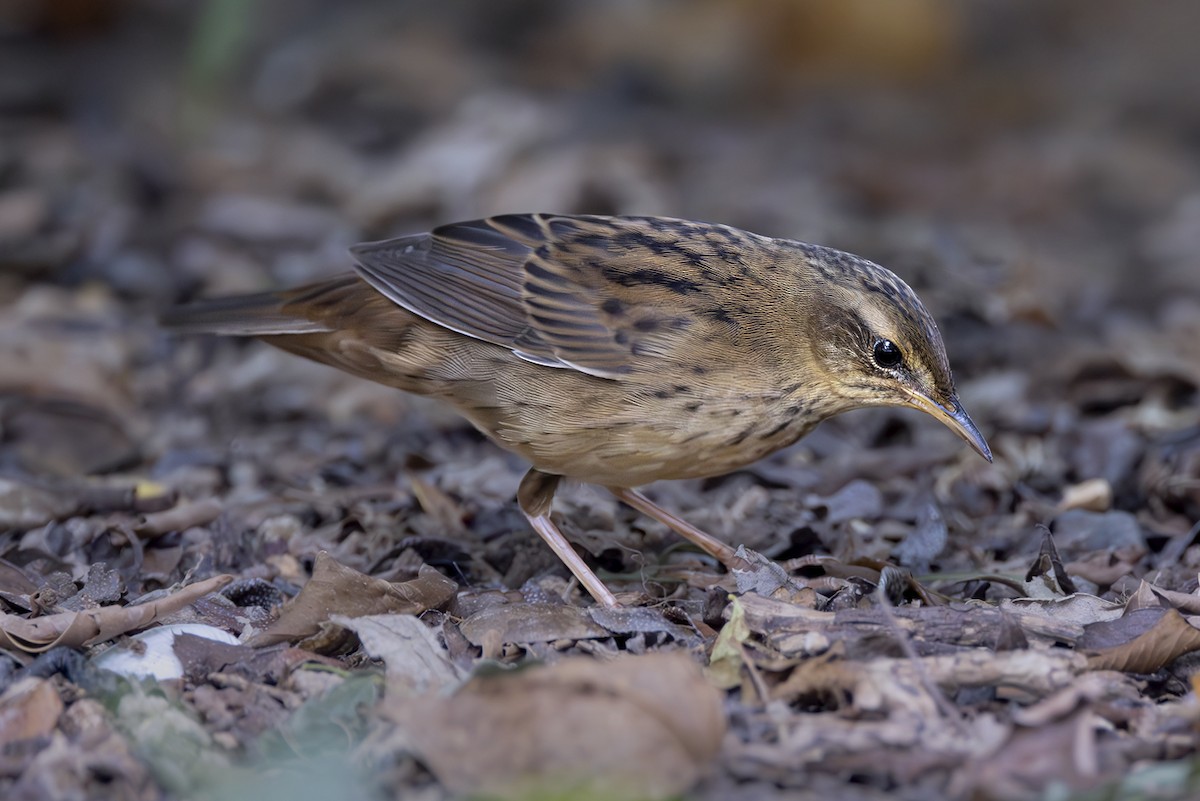 Pallas's Grasshopper Warbler - ML642900971