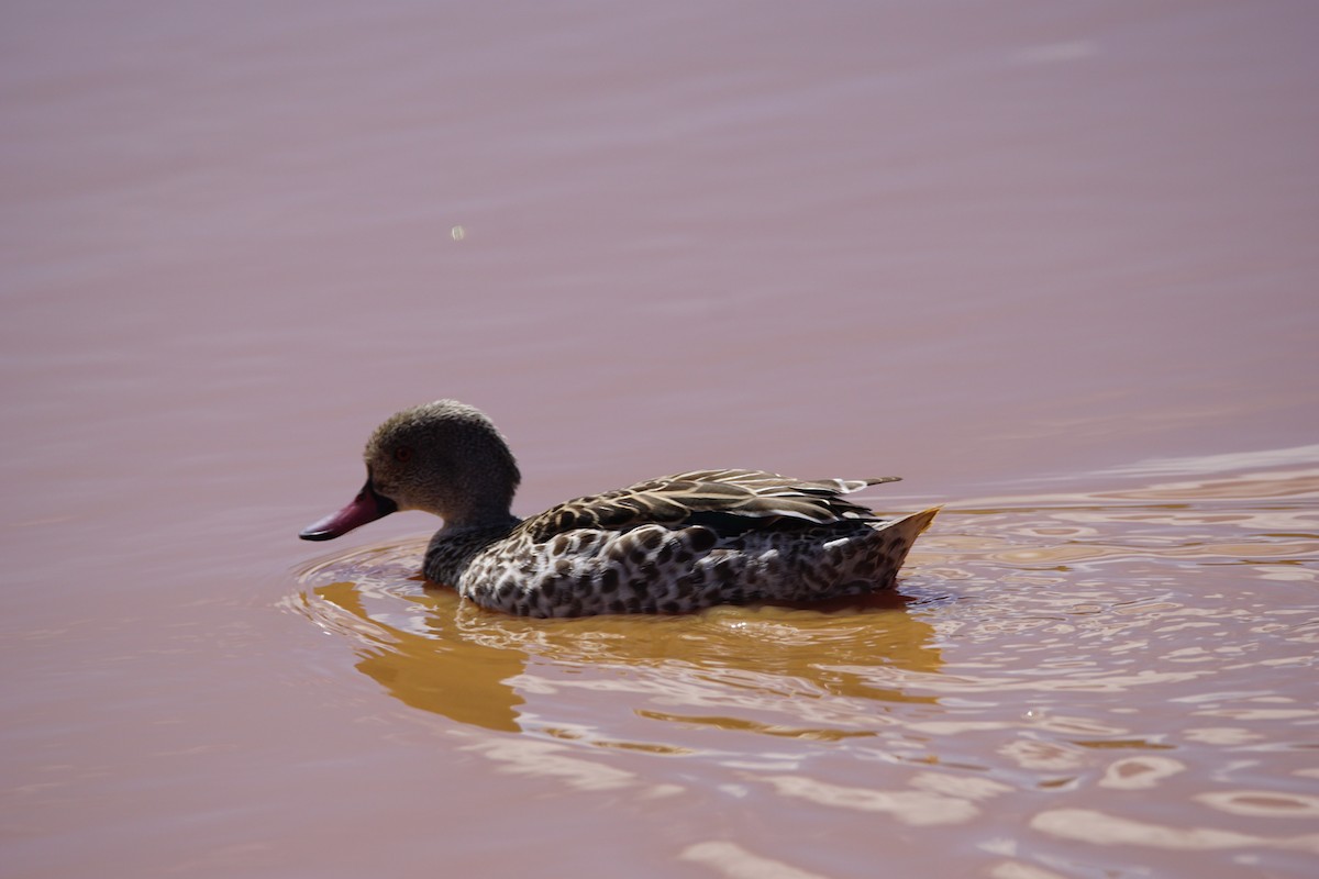 Canard du Cap - ML642900972