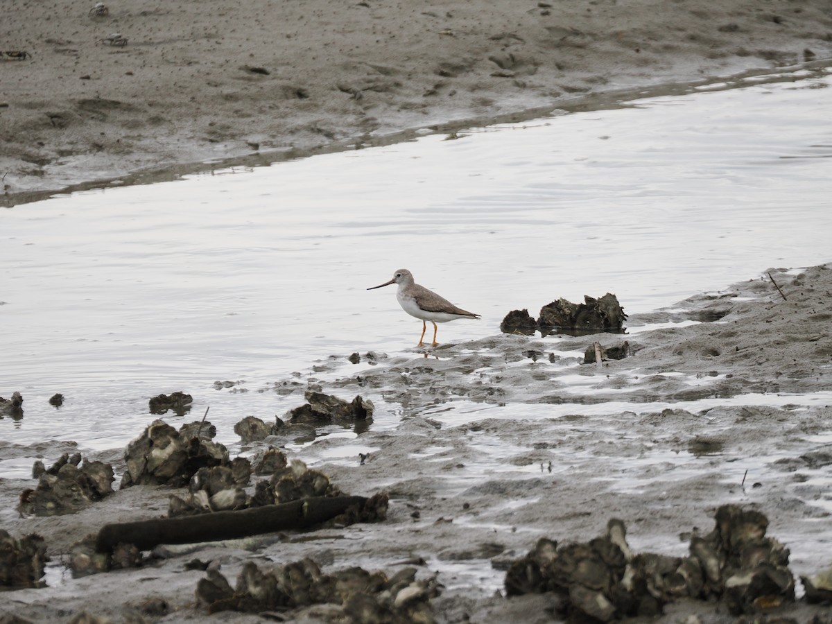 Terek Sandpiper - ML642900983