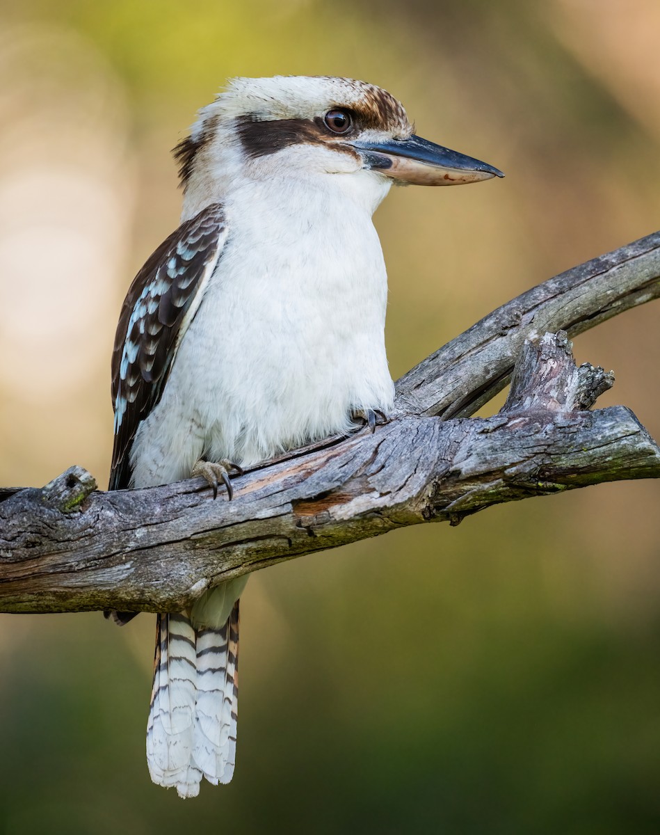 Laughing Kookaburra - ML642900985