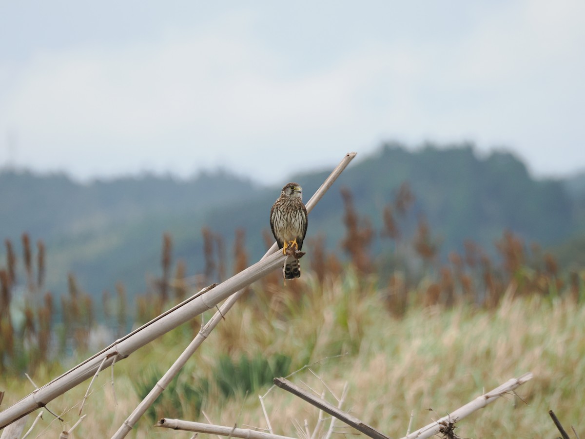Eurasian Kestrel - ML642900987