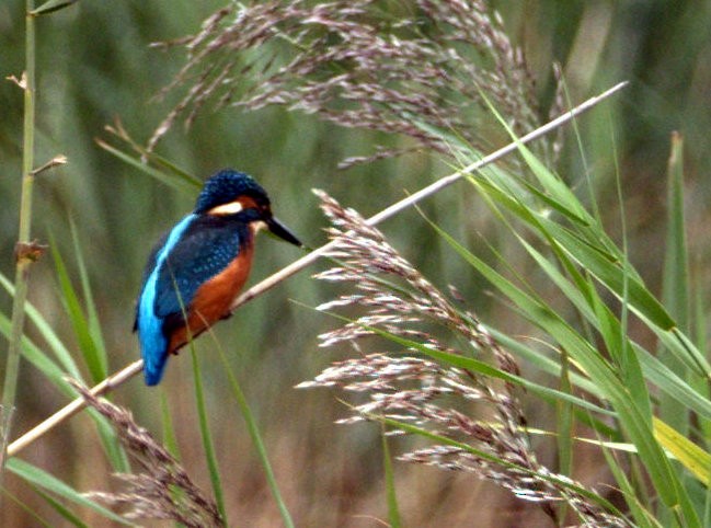 Common Kingfisher (Common) - ML642900988