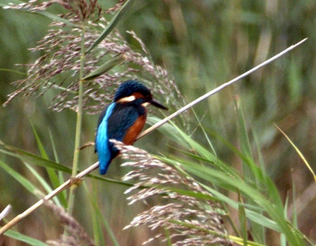 Common Kingfisher (Common) - ML642900989
