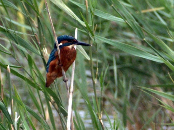 Common Kingfisher (Common) - ML642900990