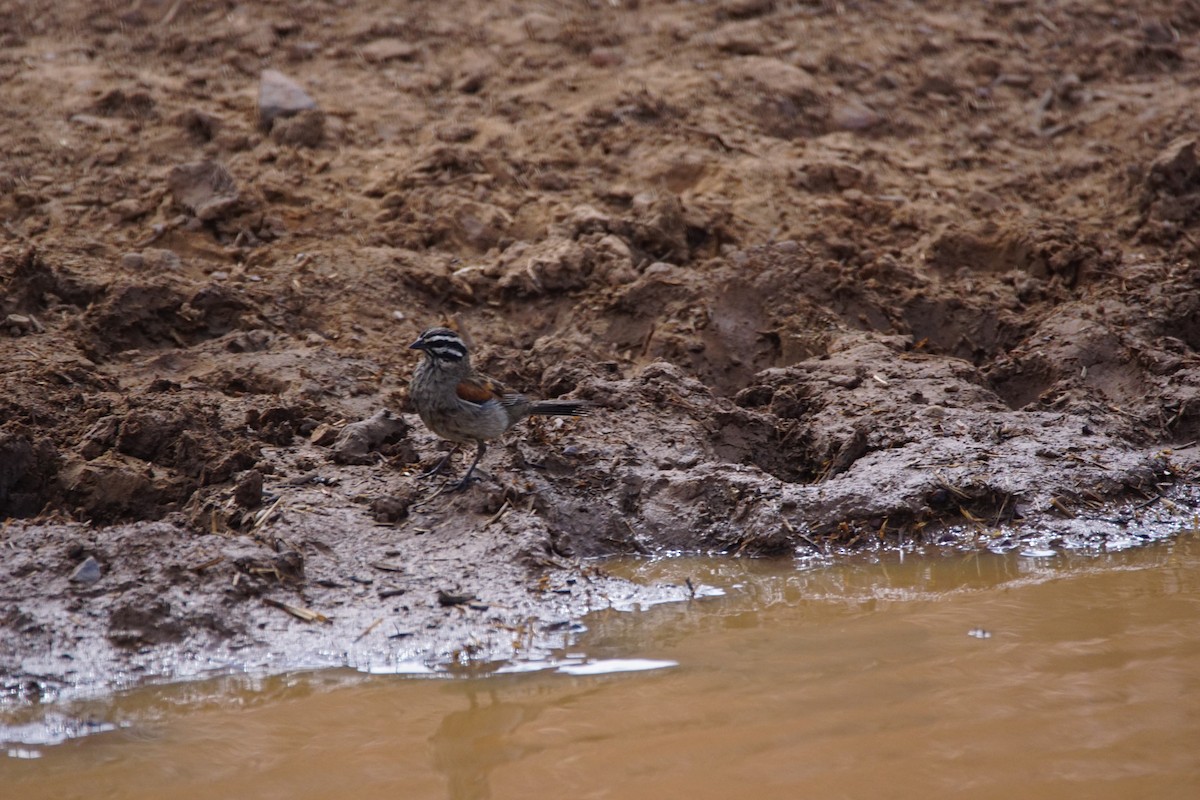 Cape Bunting - ML642900991