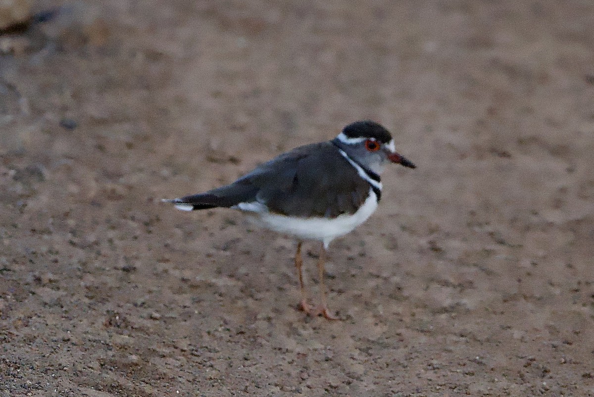 Three-banded Plover - ML642900995