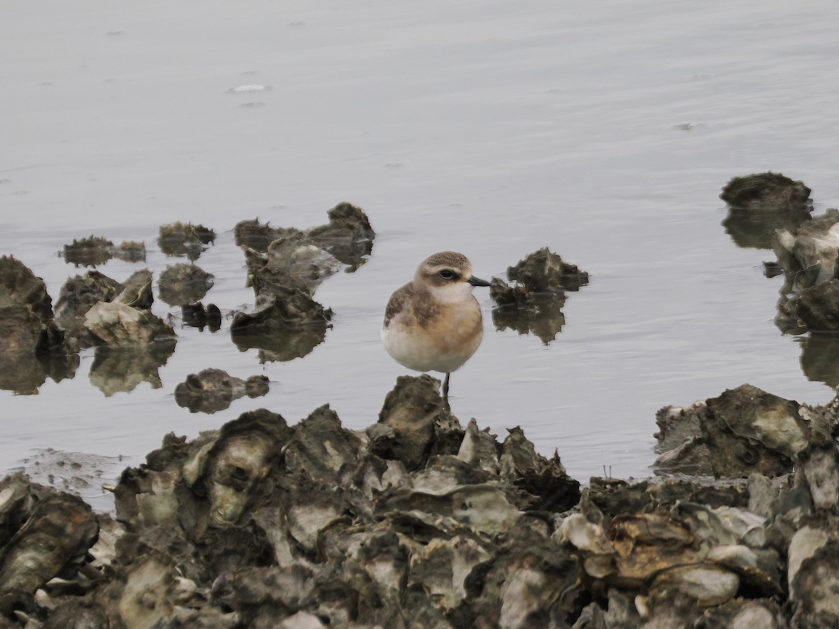 Siberian Sand-Plover - ML642901013