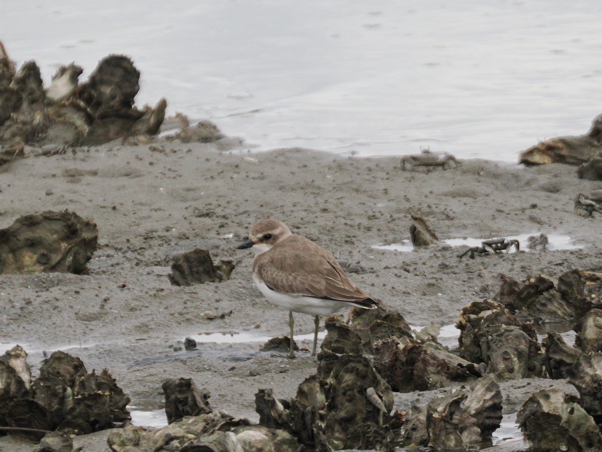 Siberian Sand-Plover - ML642901014