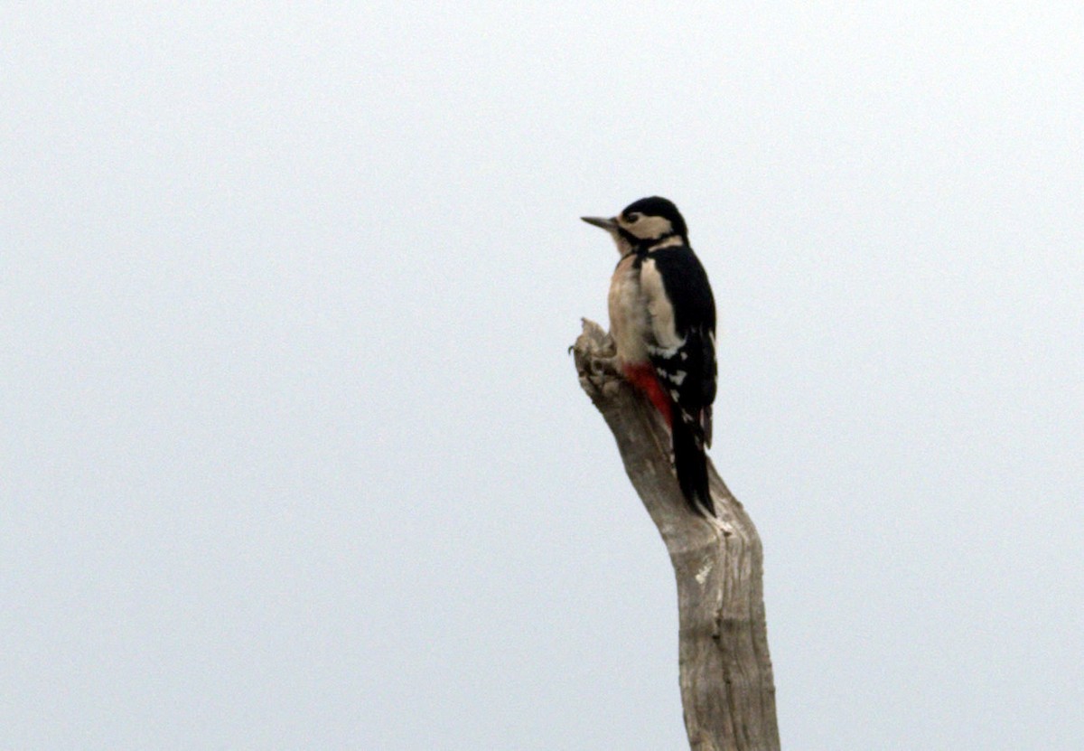Great Spotted Woodpecker (Great Spotted) - ML642901018