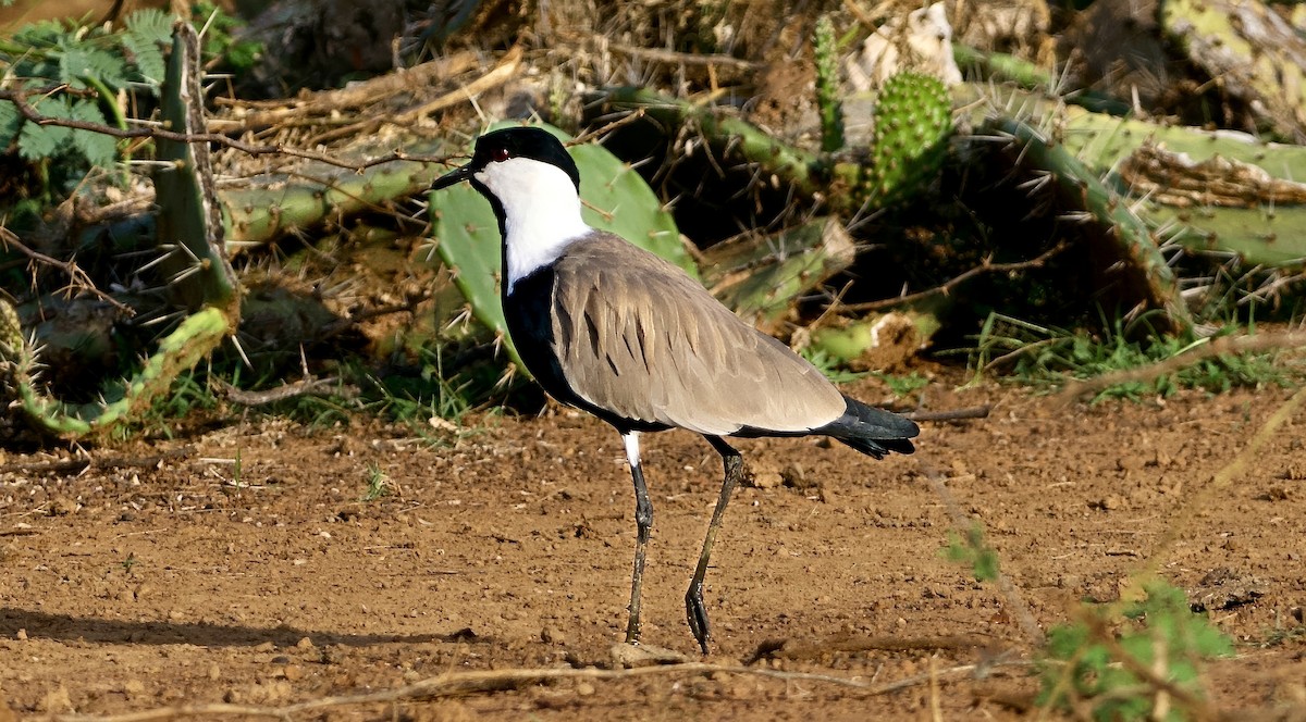 Spur-winged Lapwing - ML642901020