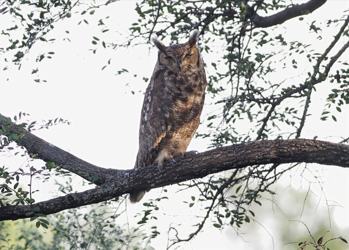 Spotted Eagle-Owl - ML642901029