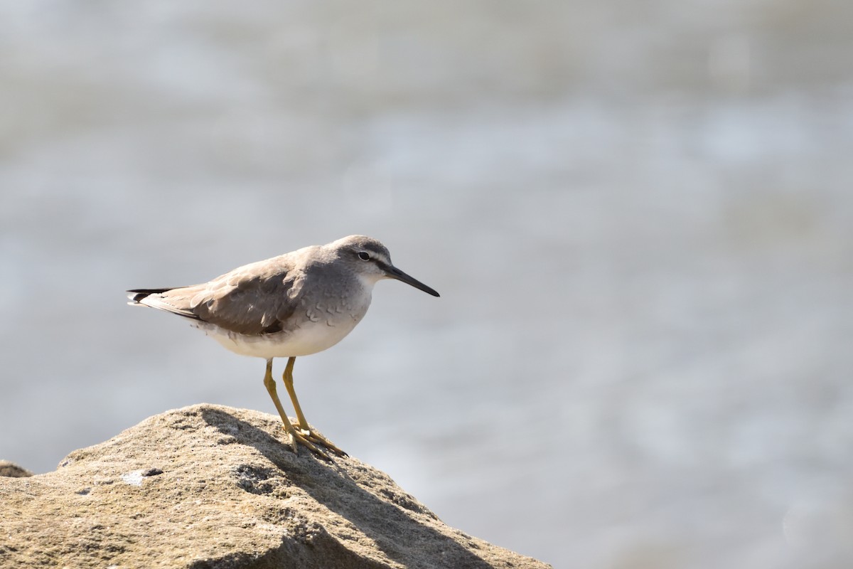 Gray-tailed Tattler - ML642901035