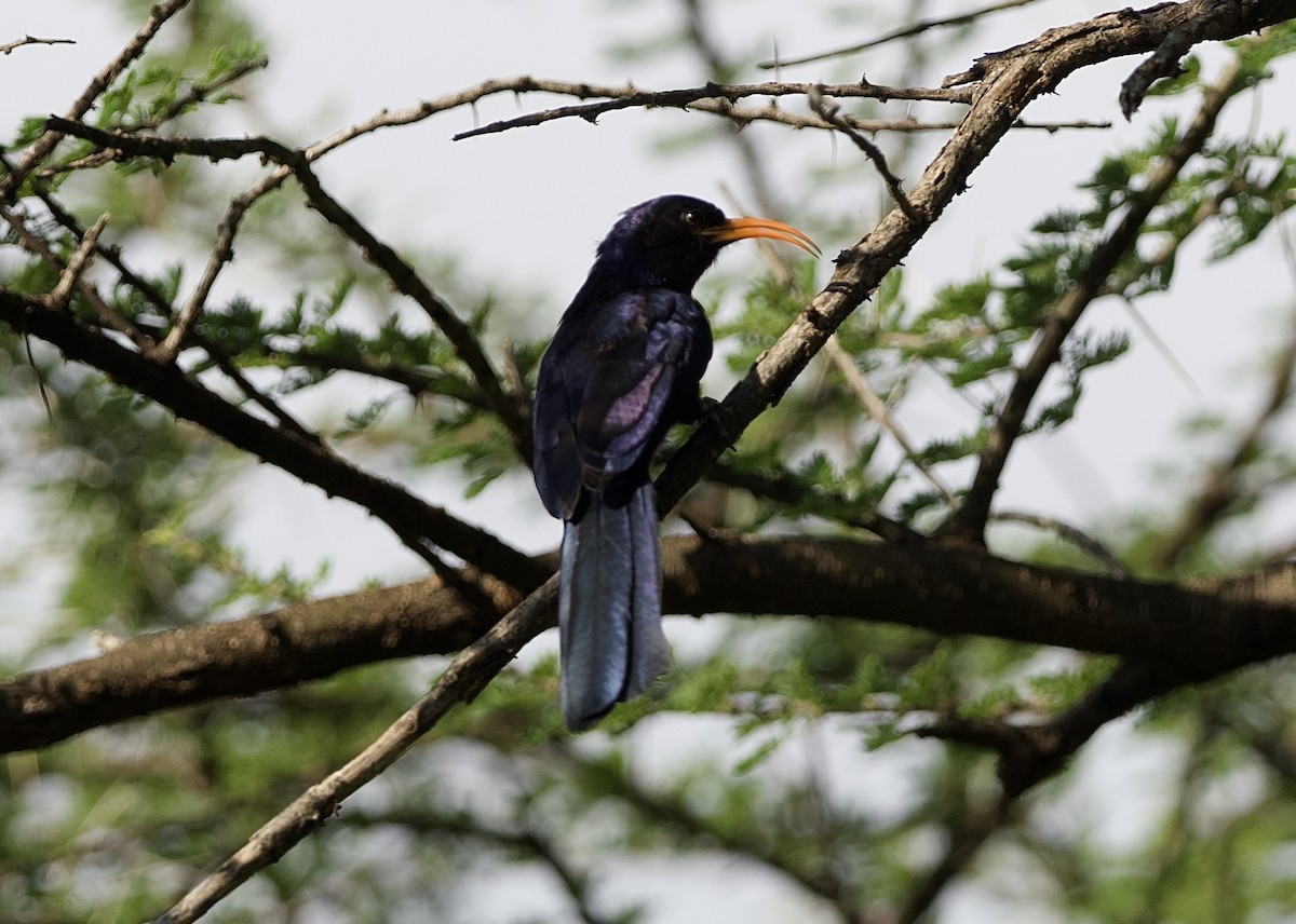 Abyssinian Scimitarbill - ML642901036