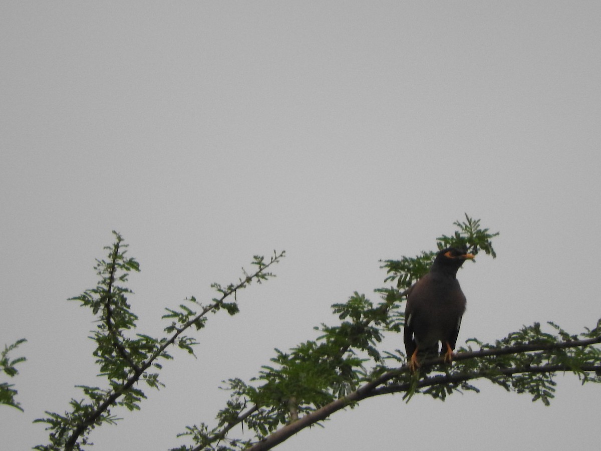 Common Myna - ML642901037