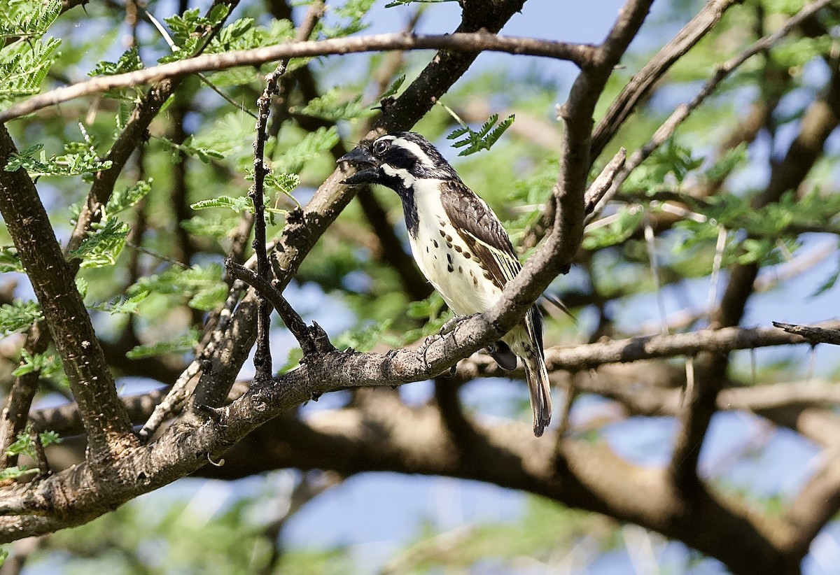 Spot-flanked Barbet - ML642901041