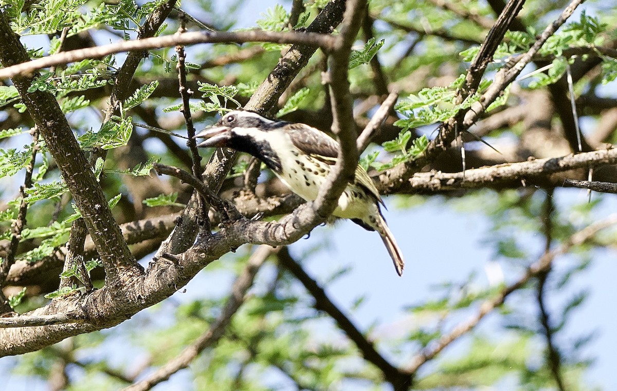 Spot-flanked Barbet - ML642901042
