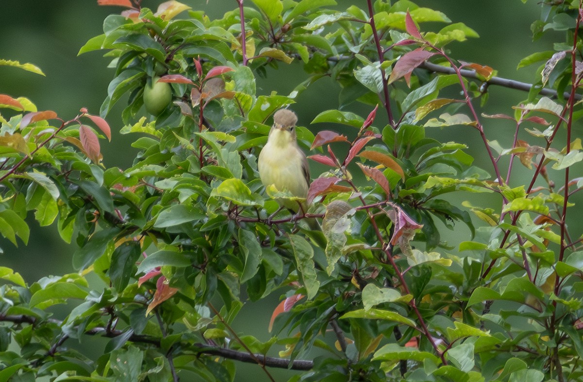 Melodious Warbler - ML642901046