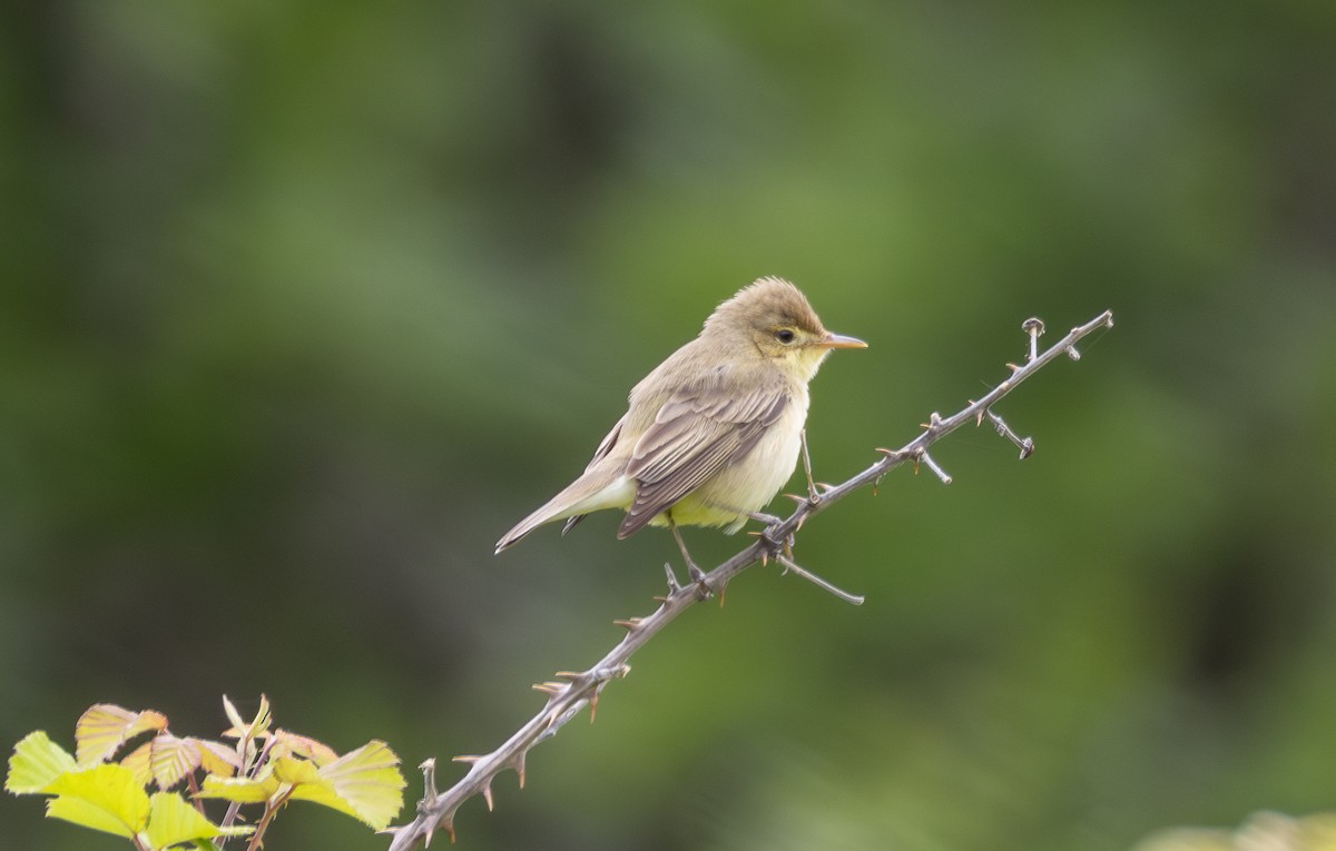 Melodious Warbler - ML642901047