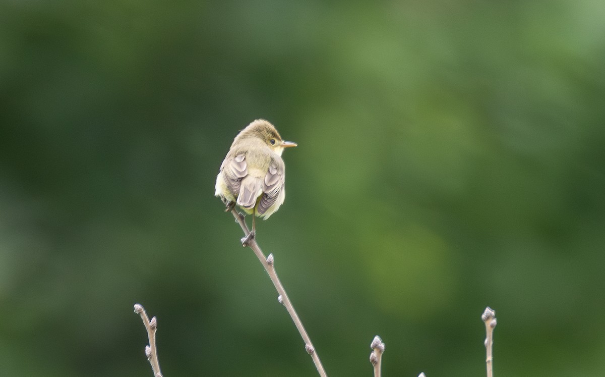 Melodious Warbler - ML642901048