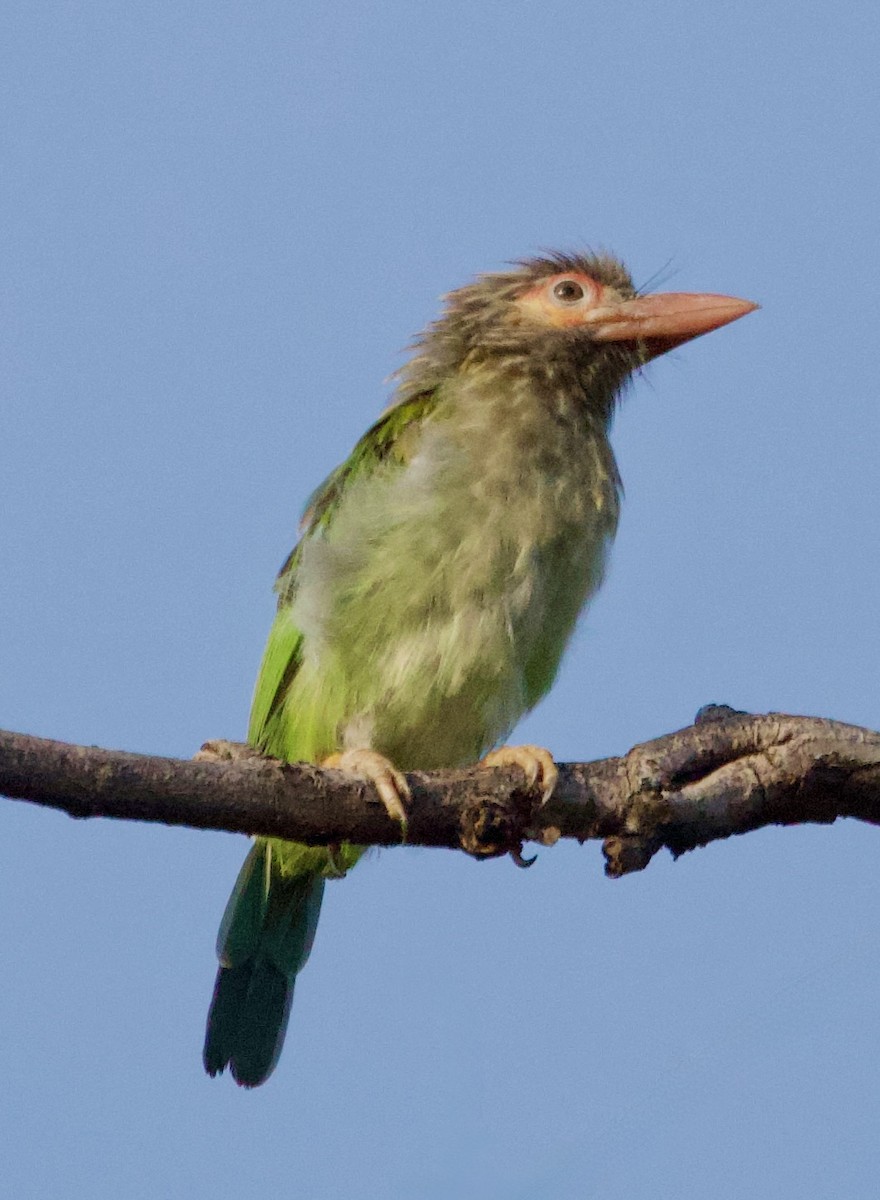 Brown-headed Barbet - ML642901052