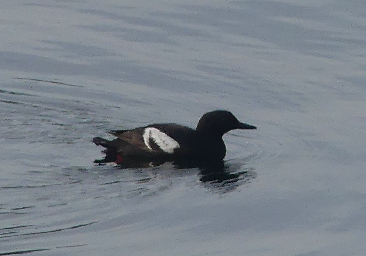 Pigeon Guillemot - ML642901053