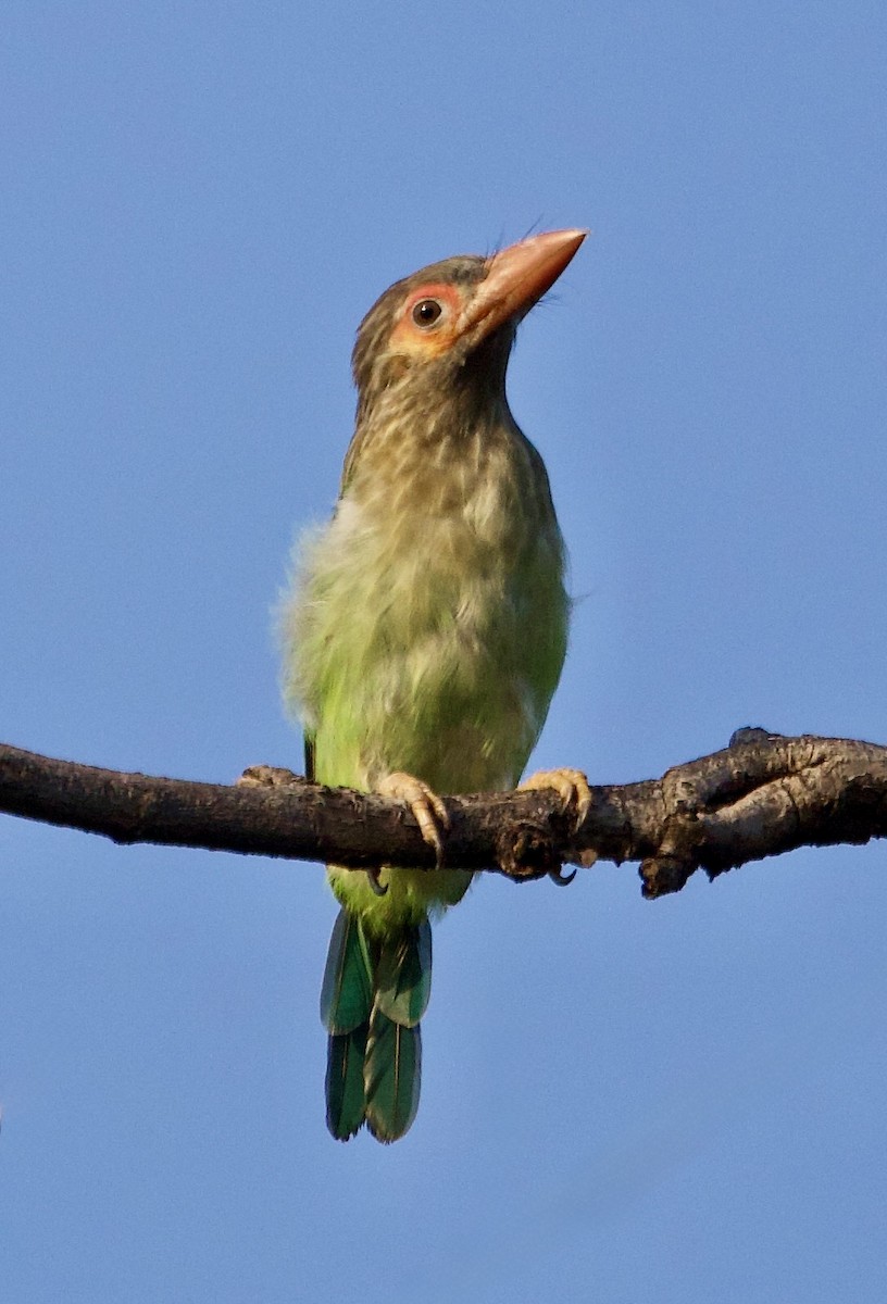 Brown-headed Barbet - ML642901057