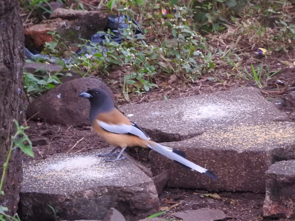 Rufous Treepie - ML642901058