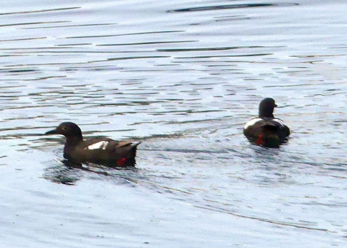 Pigeon Guillemot - ML642901059