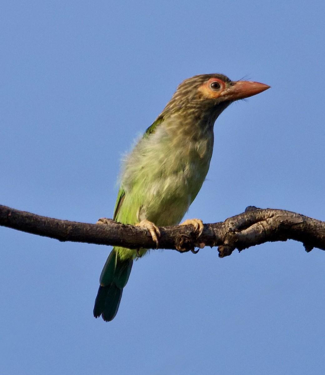 Brown-headed Barbet - ML642901060