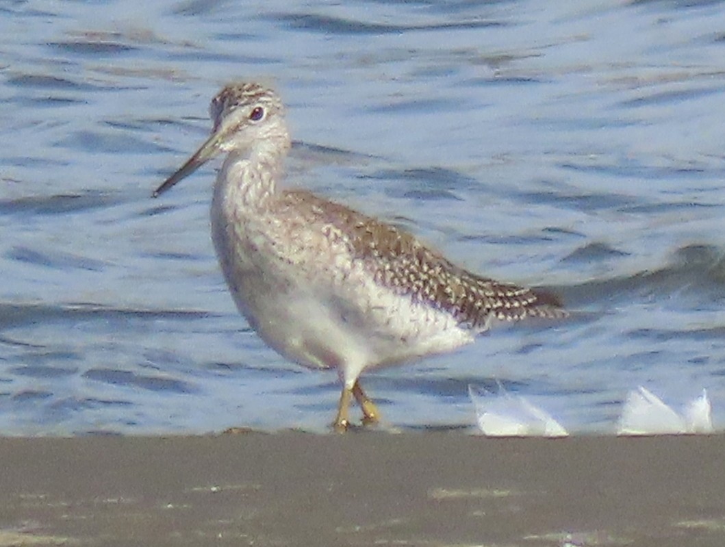 Greater Yellowlegs - ML642901062