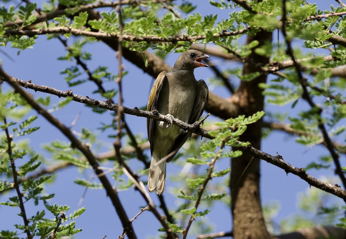 Lesser Honeyguide (Lesser) - ML642901064