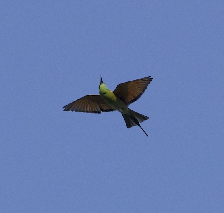 Asian Green Bee-eater - ML642901066