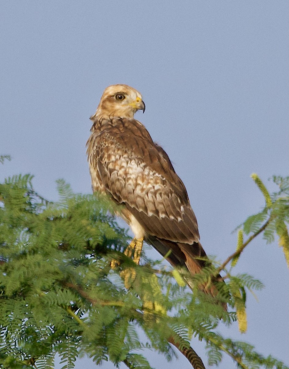 White-eyed Buzzard - ML642901071