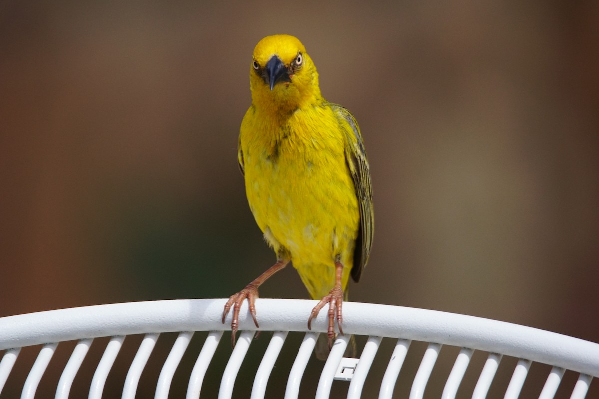 Southern Masked-Weaver - ML642901075