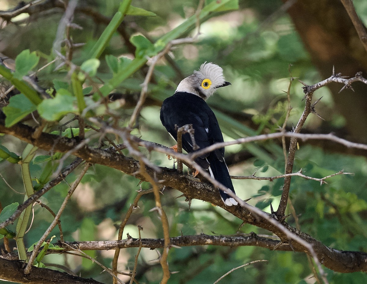 White-crested Helmetshrike - ML642901076
