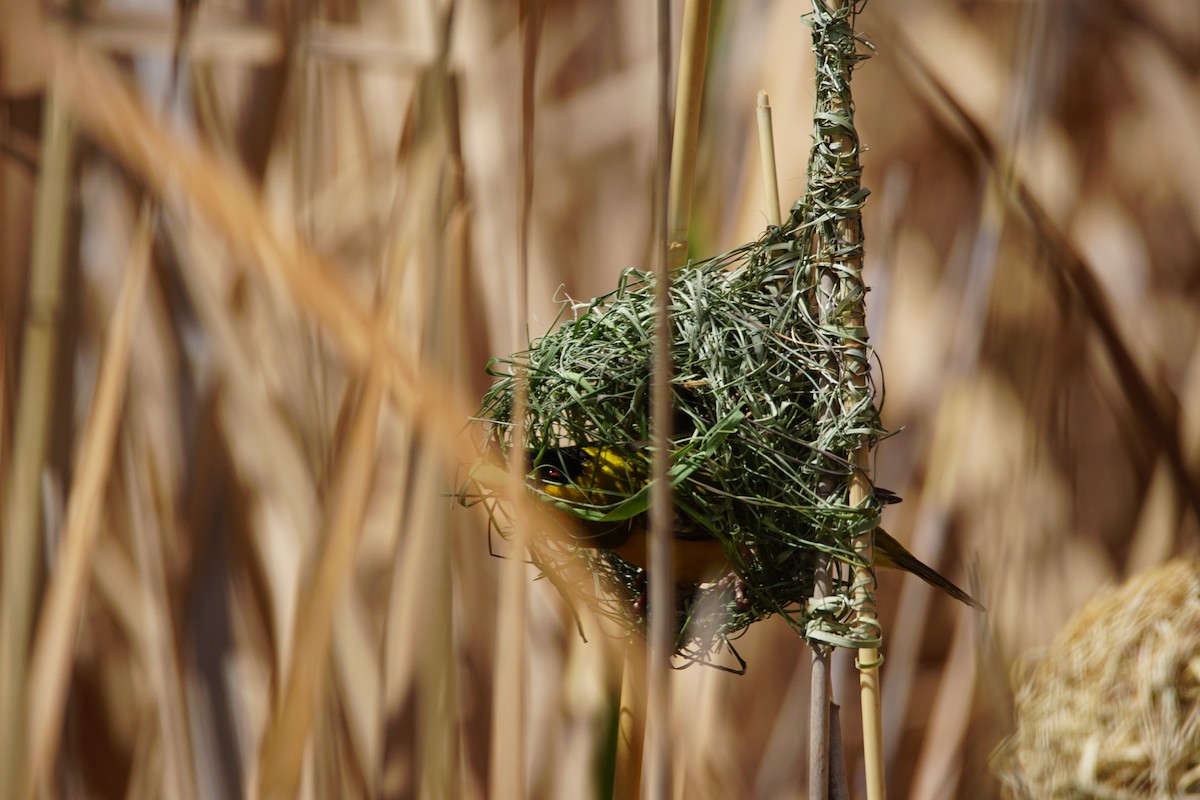 Southern Masked-Weaver - ML642901077
