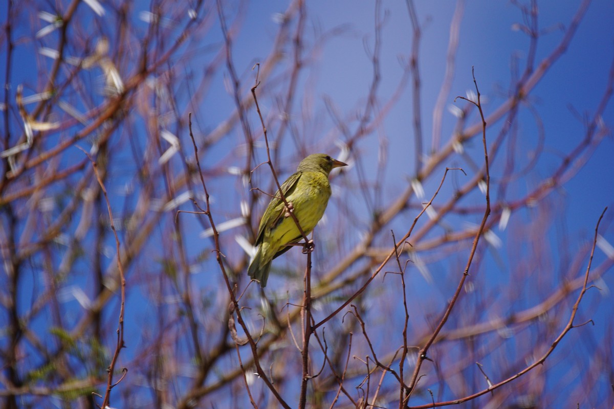 Cape Weaver - ML642901079