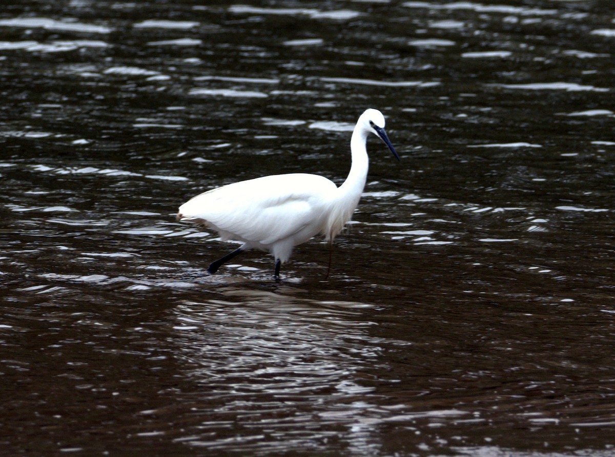 Little Egret (Western) - ML642901080