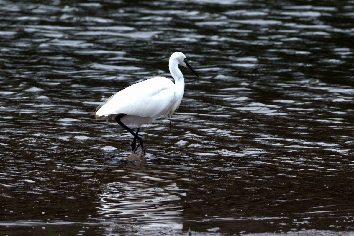 Little Egret (Western) - ML642901081