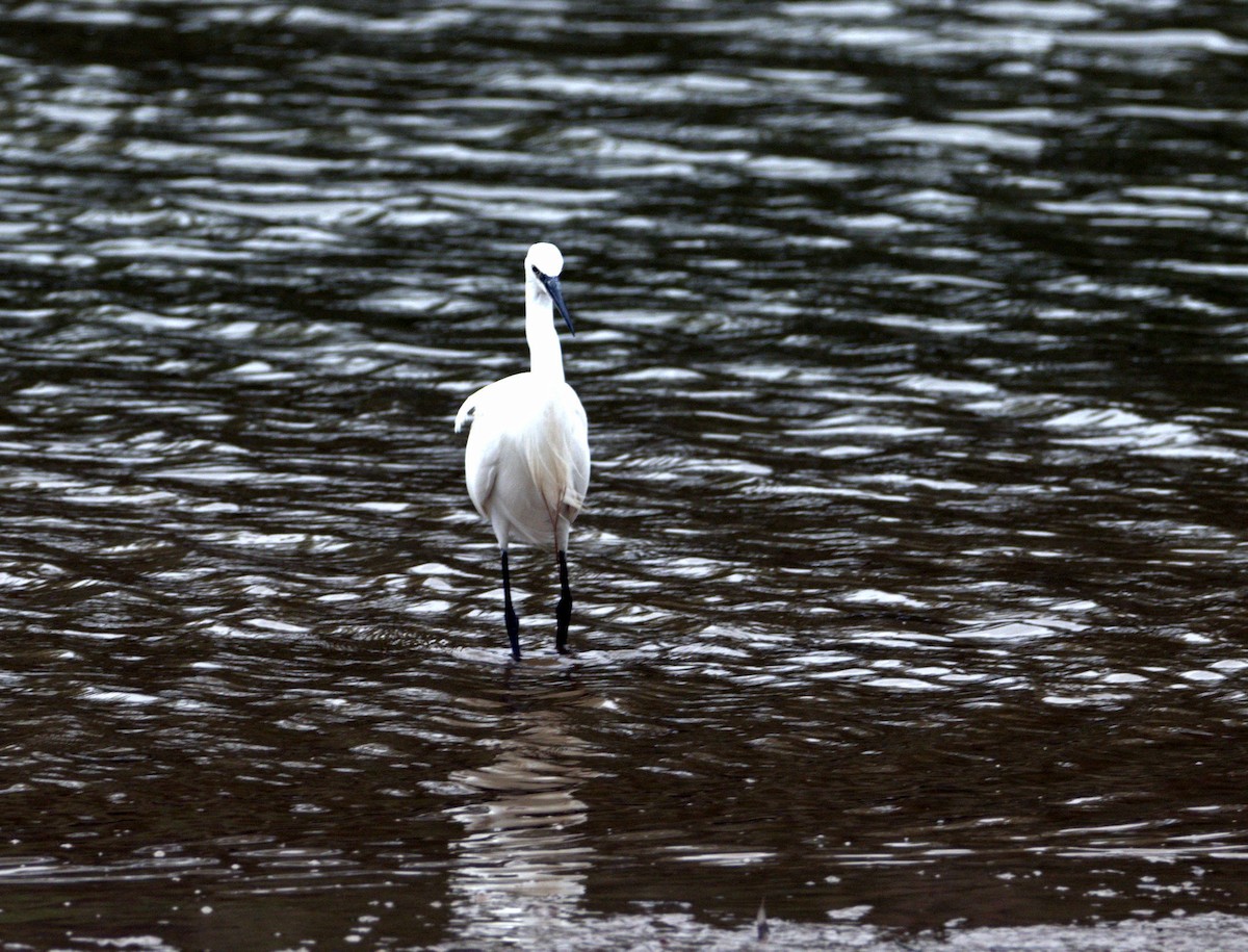 Little Egret (Western) - ML642901082